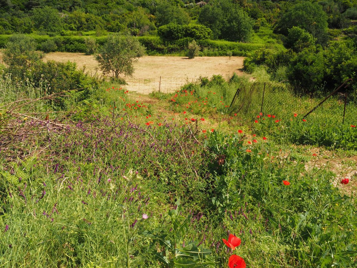 Villa Franka Lopud Bagian luar foto